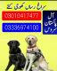 ARMY DOG CENTER HYDERABAD