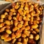 Zahidi Dates